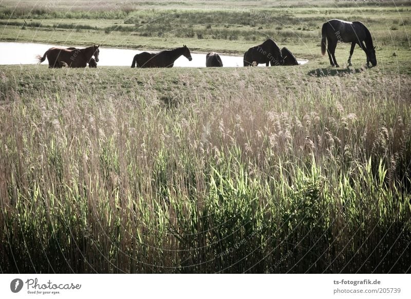 Nordlichter Ferien & Urlaub & Reisen Ausflug Umwelt Natur Landschaft Pflanze Tier Gras Grünpflanze Wiese Seeufer Niedersachsen Nutztier Wildtier Pferd