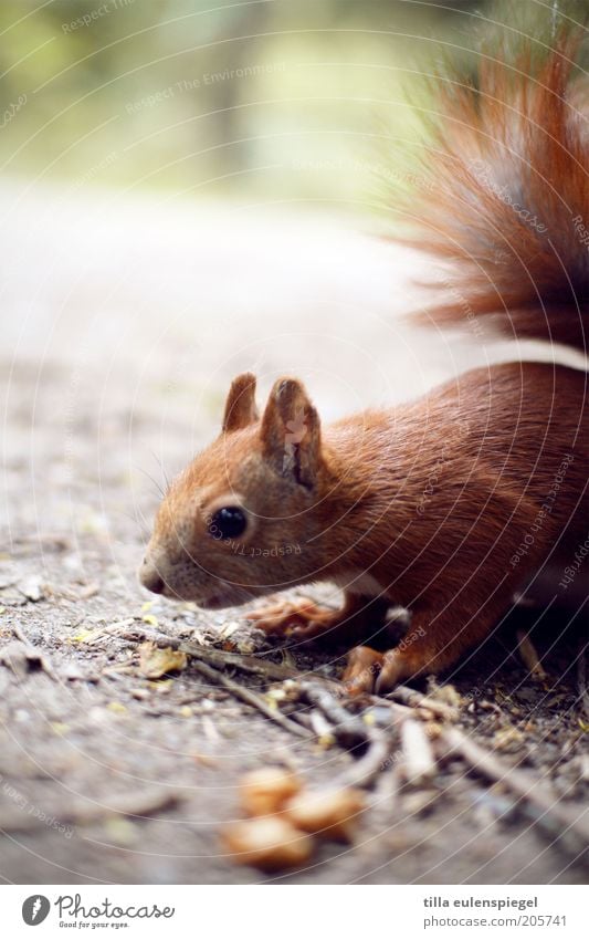 ein (eich)horn Natur Wildtier Eichhörnchen 1 Tier niedlich wild Neugier Interesse Vorsicht Suche Nahrungssuche Nahaufnahme Außenaufnahme Hintergrund neutral