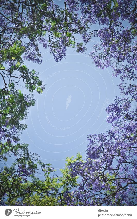 Sommerloch Umwelt Natur Pflanze Himmel Wolkenloser Himmel Frühling Klima Schönes Wetter Baum Blüte Ast Blühend Wachstum Duft natürlich schön blau grün violett