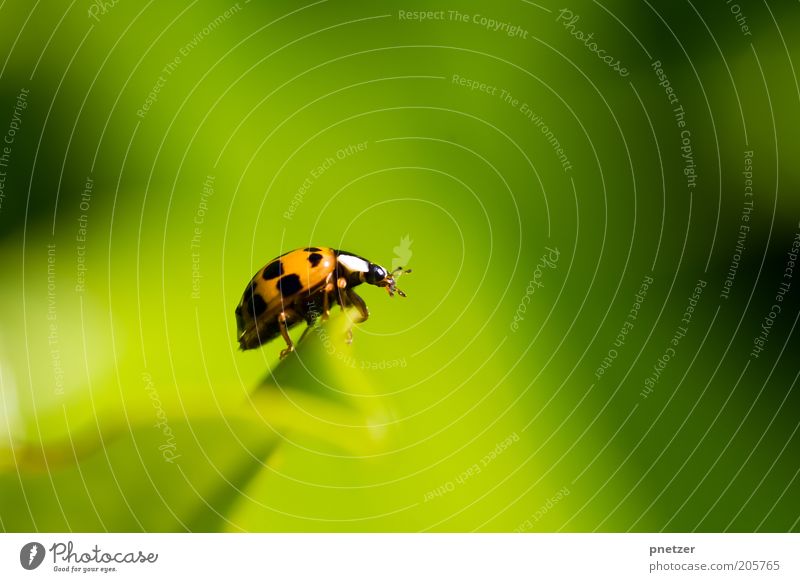 Ausblick Umwelt Natur Klima Schönes Wetter Pflanze Blatt Grünpflanze Tier Wildtier Käfer Tiergesicht Marienkäfer Duft hocken krabbeln frei Fröhlichkeit positiv