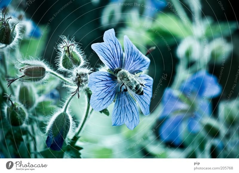 bee or not to be Umwelt Natur Pflanze Blume storchenschnabel Biene kalt blau grün Honigbiene Insekt Flügel emsig fleißig Blüte süß Nektar Farbfoto