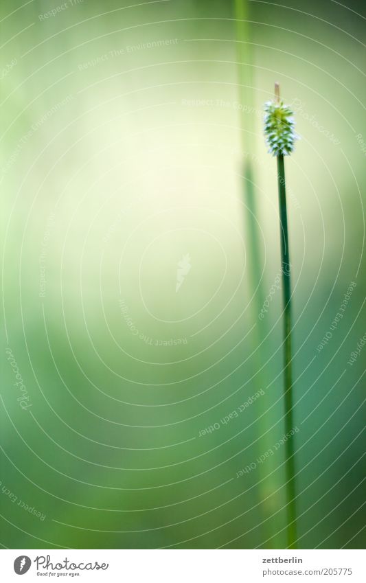 Gemeiner Schwingel Gras Halm Wiese Rasen Natur Detailaufnahme Kräuter & Gewürze Unkraut Blüte Doldenblüte Makroaufnahme grün ruhig Stengel Pflanze Pflanzenteile