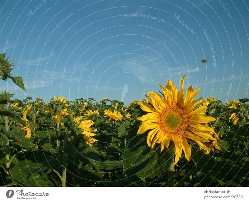 Mond, Sonnenblume, Biene Natur