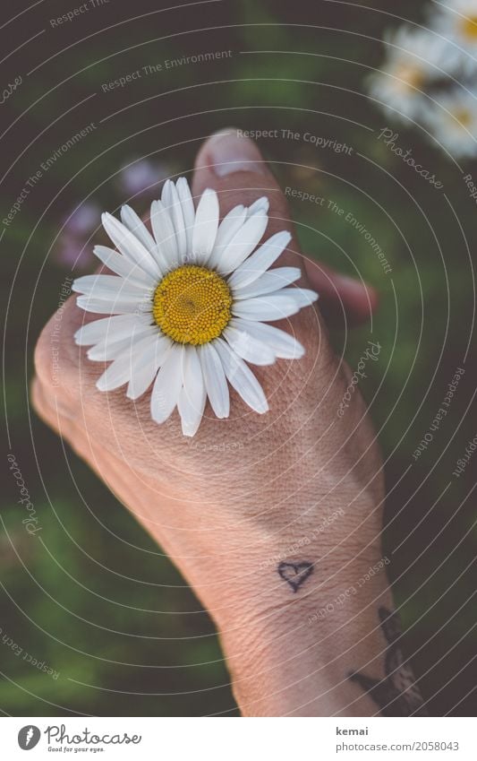 Durch die Blume, mitten ins Herz (III) Stil Wellness harmonisch Wohlgefühl Zufriedenheit Sinnesorgane Erholung ruhig Meditation Freizeit & Hobby Mensch Leben