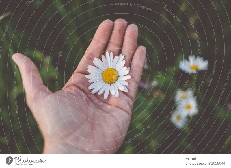 Die Blume liegt auf der Hand Leben harmonisch Wohlgefühl Erholung ruhig Freizeit & Hobby Ausflug Abenteuer Freiheit Mensch Finger 1 Umwelt Natur Pflanze Sommer