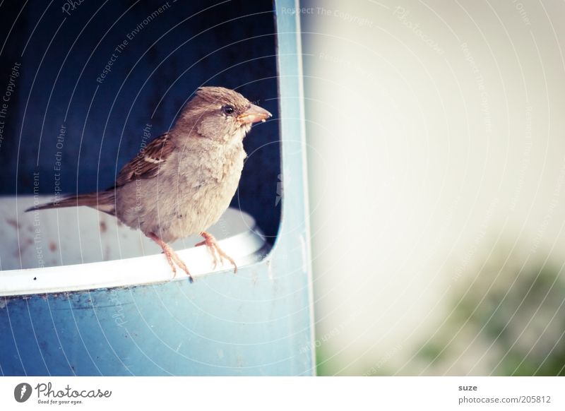 Müllmann Tier Wildtier Vogel 1 sitzen warten authentisch frech klein lustig Neugier niedlich blau Lebensfreude Frühlingsgefühle Tierliebe Interesse Spatz Feder