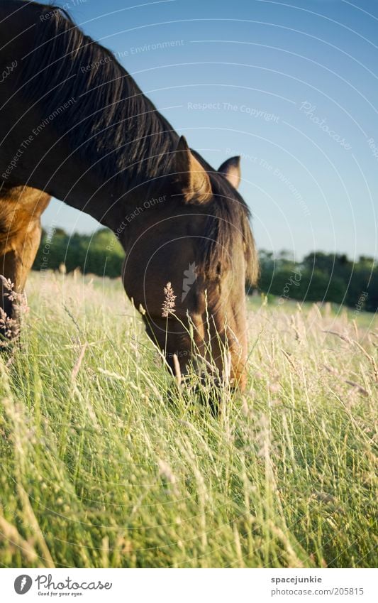 Grasen Reiten Natur Landschaft Himmel Wiese Feld Tier Pferd 1 Fressen elegant Kraft Tierliebe grau Mähne Halm Farbfoto Außenaufnahme Textfreiraum unten