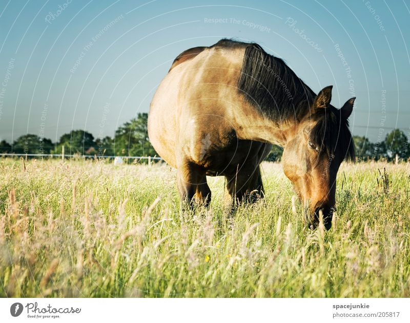 Mähdrescher Gras Wiese Tier Pferd 1 beobachten Fressen glänzend Glück blau braun Zufriedenheit Frühlingsgefühle Tierliebe Natur Mähne Landschaft Farbfoto