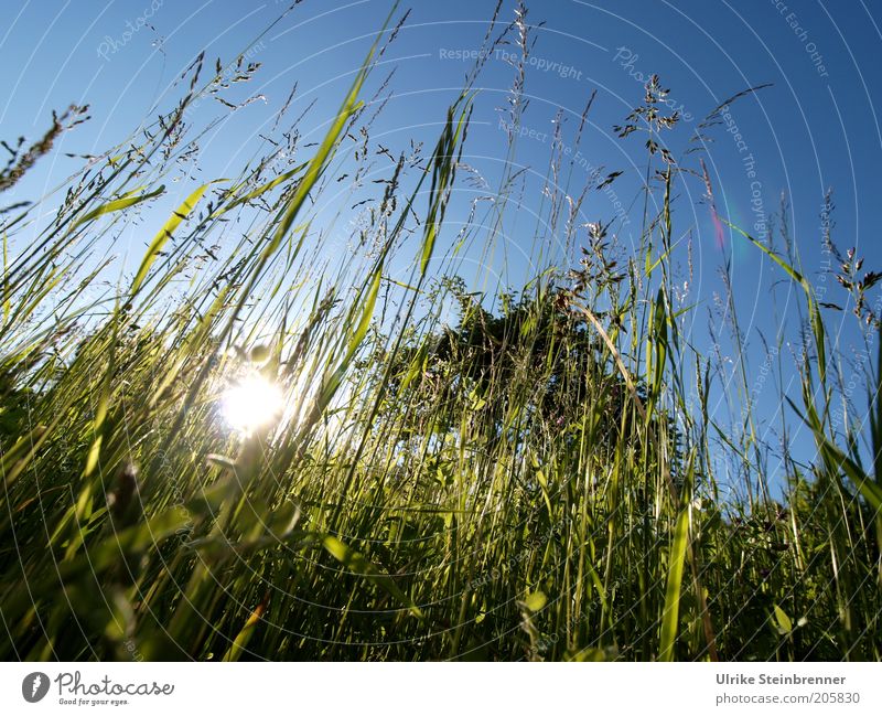 Sommerabend in der Wiese Gras Rasen Sonne Abendsonne Halm grün Süßgras Gegenlicht Natur Sonnenstrahlen Beleuchtung hoch Grünfutter Erholung Sonnenuntergang lang