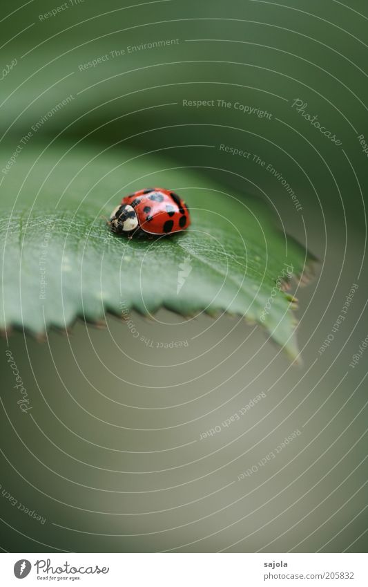 der asiate (FR 6/10) Natur Tier Blatt Käfer Marienkäfer asiatischer Marienkäfer grün rot Hochformat Glücksbringer Farbfoto Außenaufnahme Menschenleer