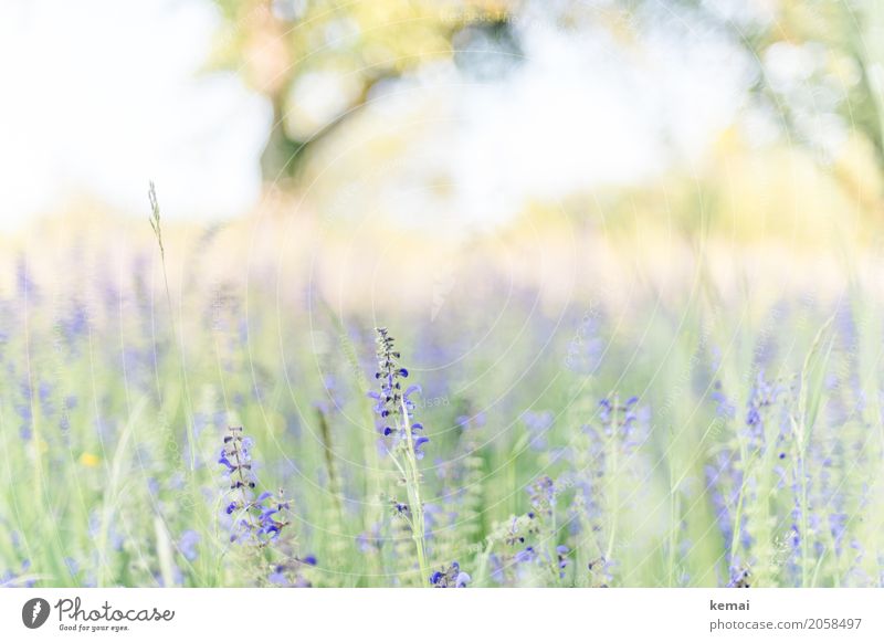 Es blüht! Leben harmonisch Wohlgefühl Erholung ruhig Freiheit Umwelt Natur Pflanze Sommer Schönes Wetter Blume Gras Wildpflanze Wiese Blühend Wachstum