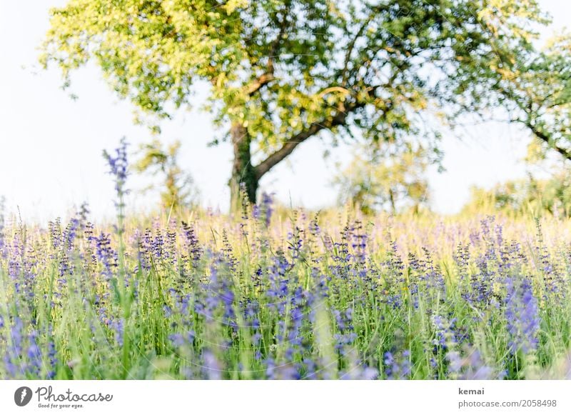 Sommerwiese und Baum Leben harmonisch Wohlgefühl Sinnesorgane Erholung ruhig Freiheit Umwelt Natur Pflanze Wolkenloser Himmel Schönes Wetter Wärme Blume Gras