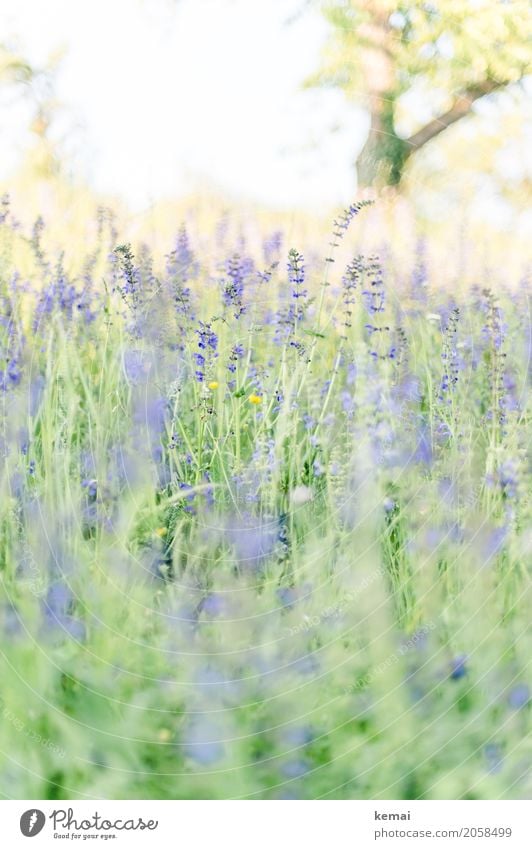 Es blüht! Leben harmonisch Wohlgefühl Sinnesorgane Erholung ruhig Freiheit Natur Pflanze Wolkenloser Himmel Sommer Schönes Wetter Wärme Baum Blume Gras