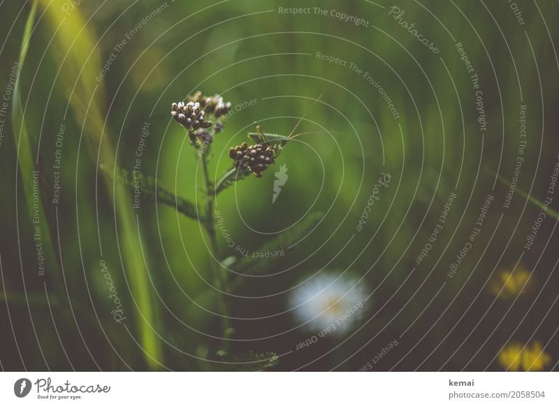 Grashüpfer harmonisch Wohlgefühl Zufriedenheit Erholung ruhig Freizeit & Hobby Freiheit Expedition Sommer Natur Pflanze Tier Schönes Wetter Blume Grünpflanze