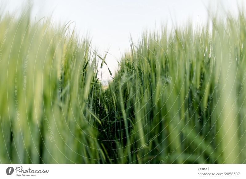 Greener days harmonisch Wohlgefühl Zufriedenheit Sinnesorgane Erholung ruhig Ausflug Freiheit Umwelt Natur Pflanze Wolkenloser Himmel Sommer Schönes Wetter