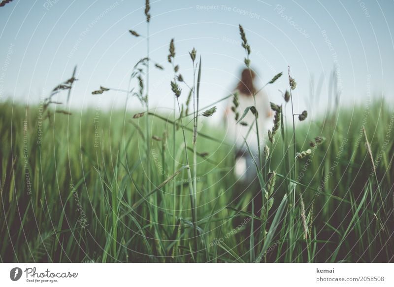 Sommerfeld harmonisch Wohlgefühl Sinnesorgane Erholung ruhig Freizeit & Hobby Abenteuer Freiheit Mensch 1 Natur Wolkenloser Himmel Schönes Wetter Pflanze Gras