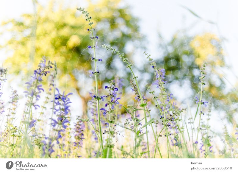 Frühlingswiese Umwelt Natur Pflanze Wolkenloser Himmel Sommer Schönes Wetter Blume Gras Blüte Wiese Blühend Wachstum authentisch glänzend natürlich schön gelb