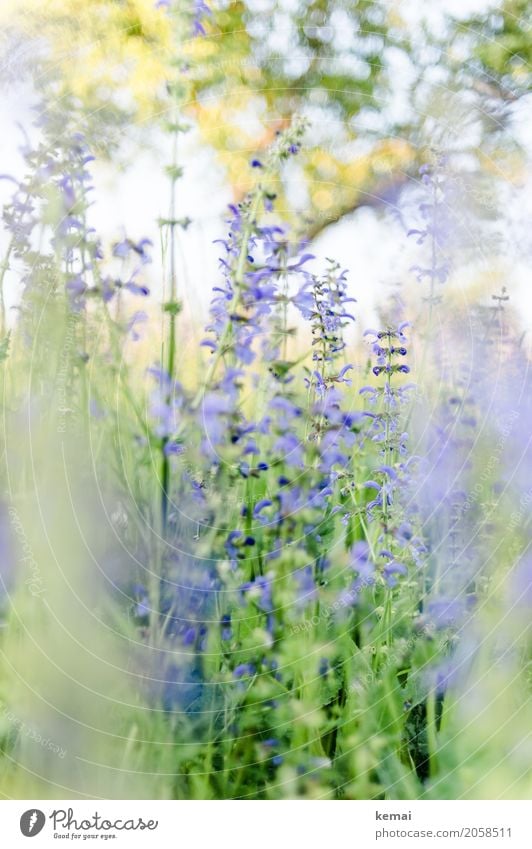 Es blüht! Leben harmonisch Wohlgefühl Sinnesorgane Erholung ruhig Natur Pflanze Sommer Schönes Wetter Blume Wildpflanze Wiese Blühend Wachstum ästhetisch