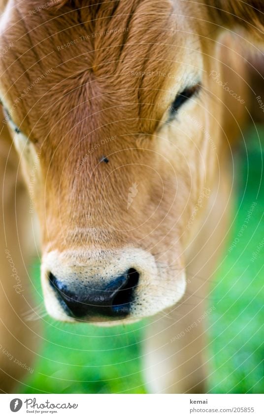 Kuh-Kind Natur Tier Nutztier Fliege Tiergesicht Fell Rind Kopf Schnauze Nase Auge Kalb 1 Tierjunges klein niedlich braun grün Tierliebe schön Farbfoto