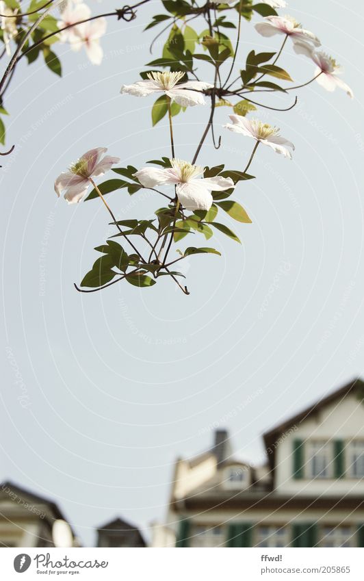 Urbaner Schönwuchs 2.0 Stil Haus Garten Pflanze Sträucher Blüte Blühend Frühlingsgefühle elegant rein Wachstum Farbfoto Gedeckte Farben Außenaufnahme Tag