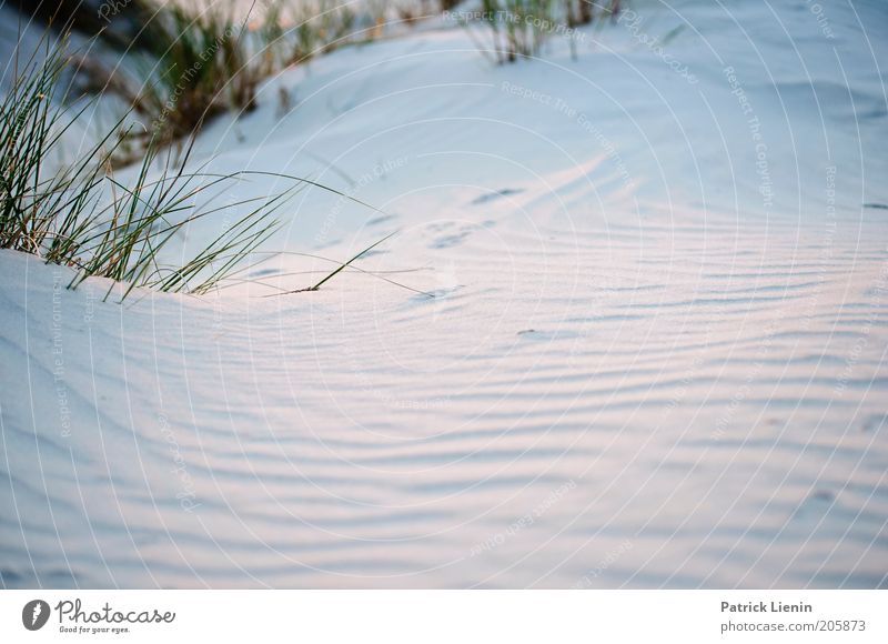 Blaue Stunde Umwelt Natur Landschaft Pflanze Urelemente Erde Sand Sommer Wetter Wind Wildpflanze Düne strandhafer Rippeln Strukturen & Formen Gedeckte Farben