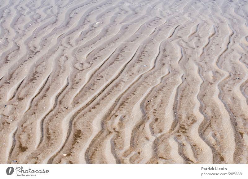 Watt ist das?! Umwelt Natur Landschaft Klima Küste Strand Nordsee Spuren Linie Spiekeroog Nationalpark Naturschutzgebiet Umweltschutz Vorsicht nass Wasser