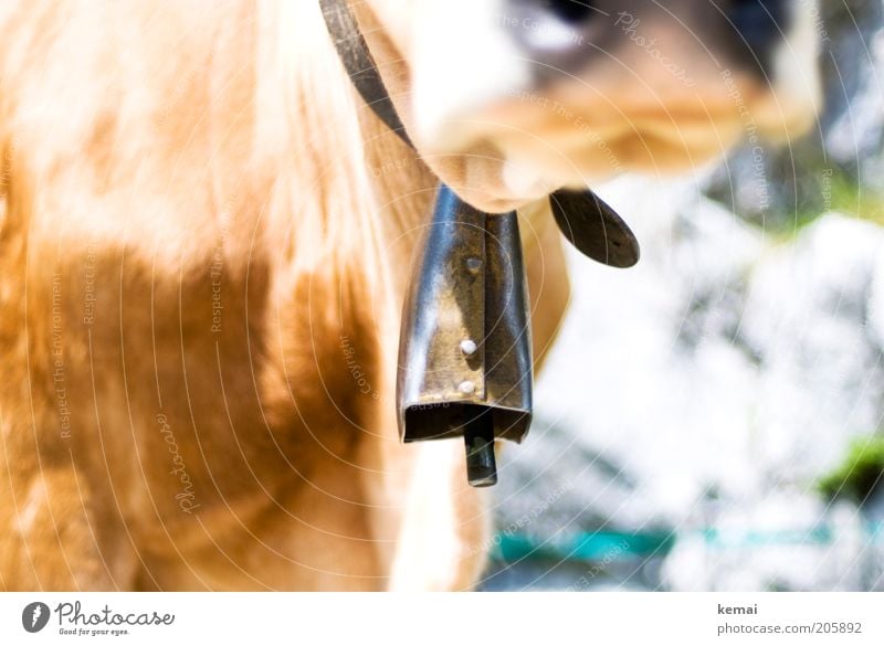 Alpenklingeln Tier Nutztier Kuh Fell Rind Nase Schnauze 1 Halsband Glocke Kuhglocke Klöppel alt hell Farbfoto Gedeckte Farben Außenaufnahme Nahaufnahme