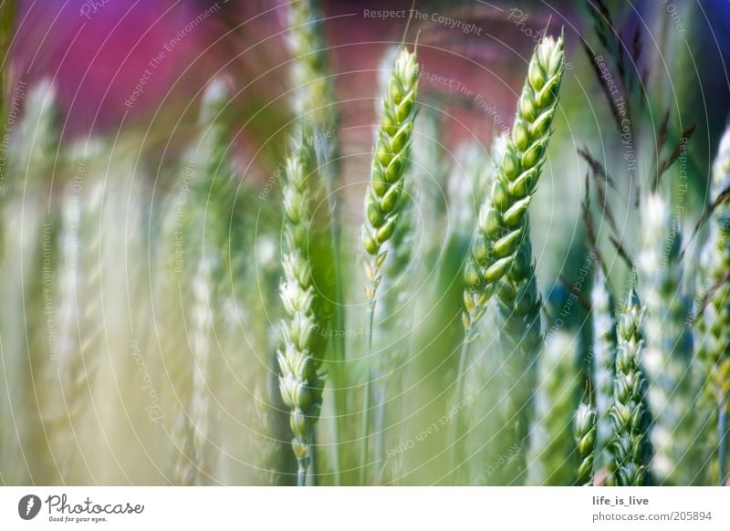 ein Hauch Natur ruhig Umwelt Sommer Weizenähre Feld Wachstum schön Inspiration Lebensfreude Außenaufnahme Detailaufnahme Landwirtschaft grün reif Nutzpflanze