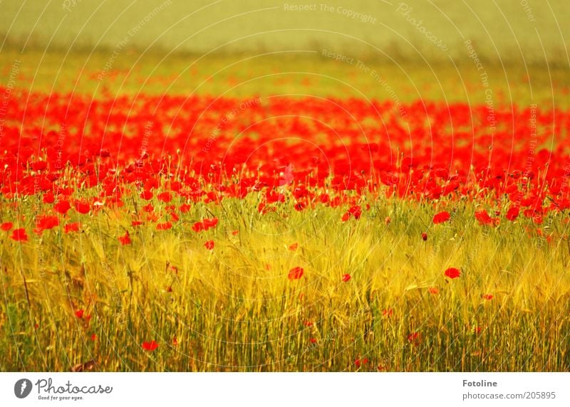 Mohn, Mohn, Mohn... Umwelt Natur Landschaft Pflanze Sommer Wärme Blume Blüte Feld hell natürlich rot Mohnblüte Mohnfeld Kornfeld Getreide Farbfoto mehrfarbig