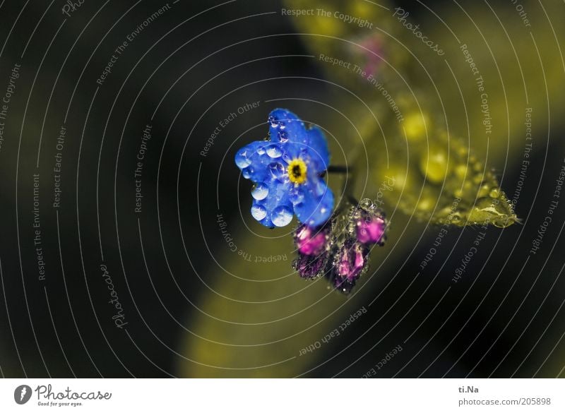 mit Wasser Umwelt Natur Pflanze Blume Blühend Duft Wachstum Farbfoto Außenaufnahme Detailaufnahme Makroaufnahme Blüte Wassertropfen nass Nahaufnahme blau