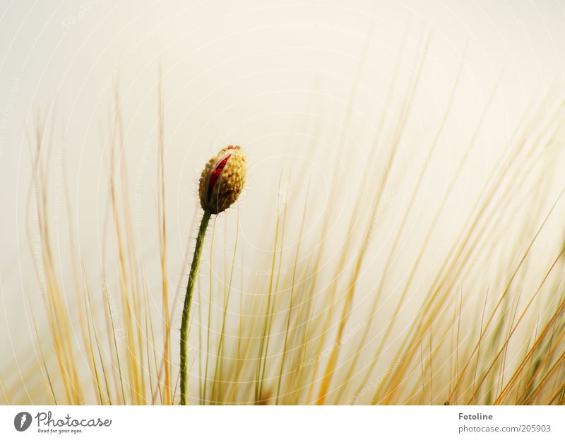 Mohn trifft Gerste Umwelt Natur Pflanze Himmel Wolkenloser Himmel Sommer Wärme Blume Blüte Feld hell natürlich rot Mohnblüte Getreide Blühend Farbfoto