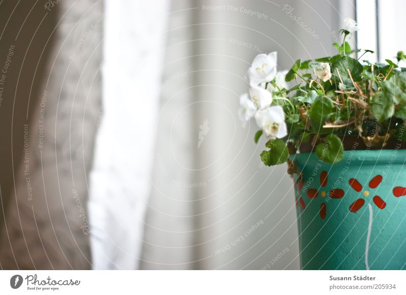 Auf Suses Fensterbrett Pflanze Blume Blatt Blüte Topfpflanze Wachstum Häusliches Leben Vorhang Gardine Blumentopf alternativ Licht ruhig Farbfoto Detailaufnahme