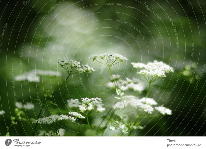 Schafgarbe 2 Natur Pflanze Frühling Sommer Schönes Wetter Blüte Nutzpflanze Wildpflanze schön natürlich grün weiß Gesundheit krautig Blühend Heilpflanzen