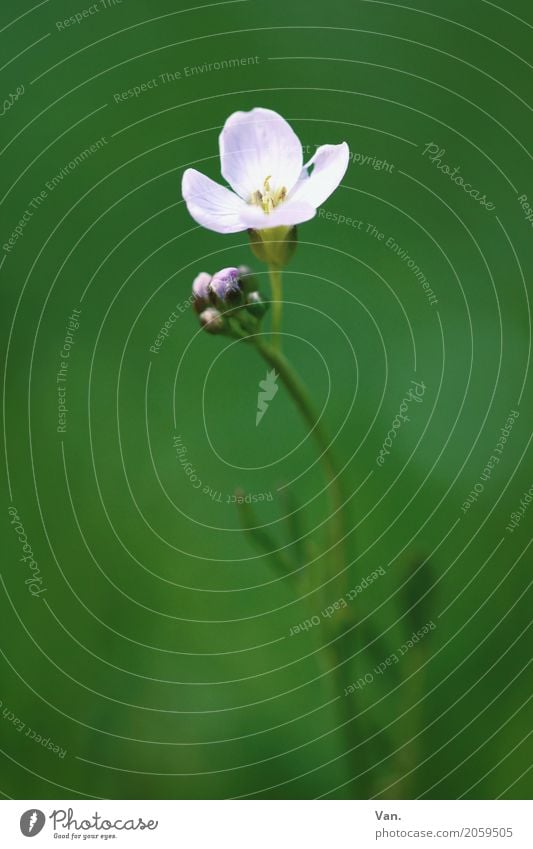 Blühdings Natur Pflanze Frühling Blume Gras Blüte Garten Blühend klein grün weiß Farbfoto Gedeckte Farben Außenaufnahme Detailaufnahme Makroaufnahme