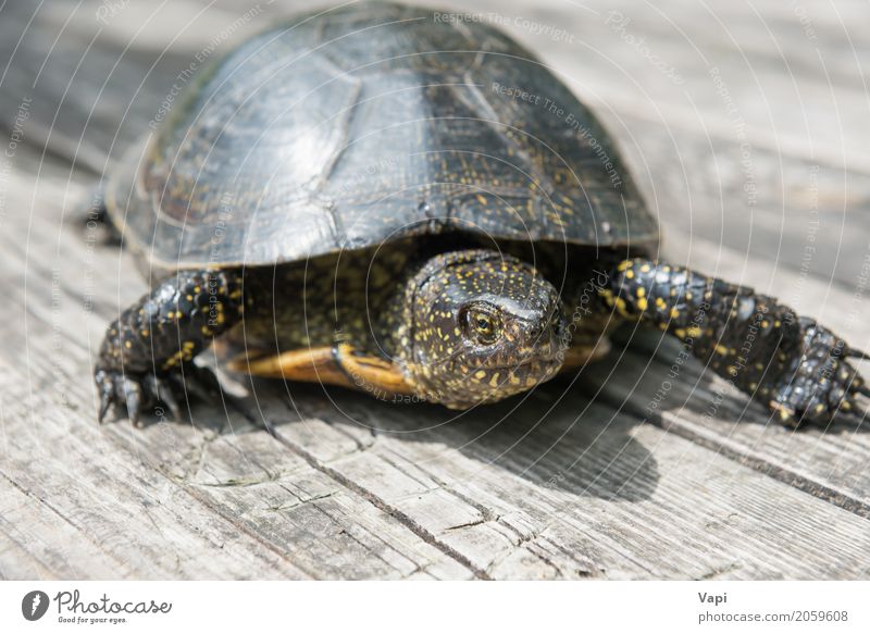 Große Schildkröte auf altem hölzernem Schreibtisch exotisch Sommer Sonne Garten Tisch Umwelt Natur Tier Sonnenlicht Haustier Wildtier 1 Holz krabbeln klein