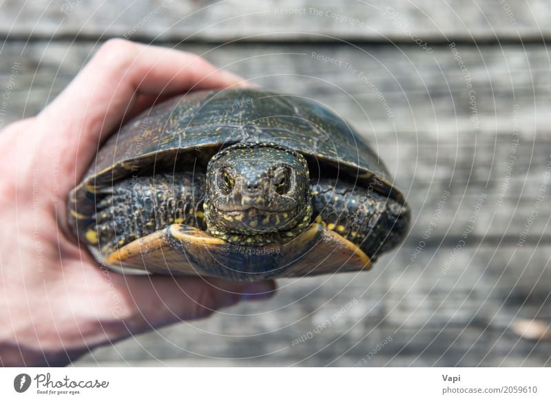 Eine Hand mit großer Haustierschildkröte verbarg sich im Oberteil exotisch Sommer Sonne Schreibtisch Tisch Umwelt Natur Tier Wildtier Tiergesicht 1 Holz alt