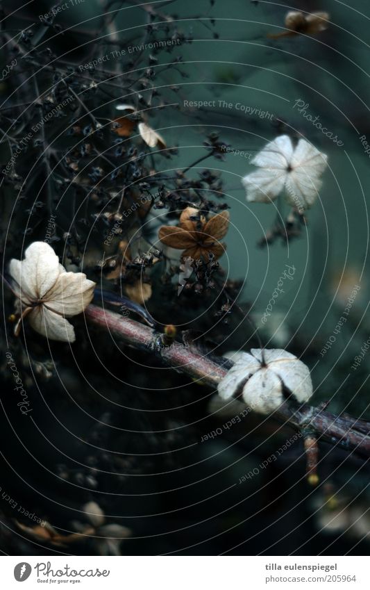 grimm Natur Pflanze Winter Sträucher Blatt Grünpflanze hängen verblüht dunkel kalt natürlich trocken wild Trauer geheimnisvoll stagnierend Traurigkeit