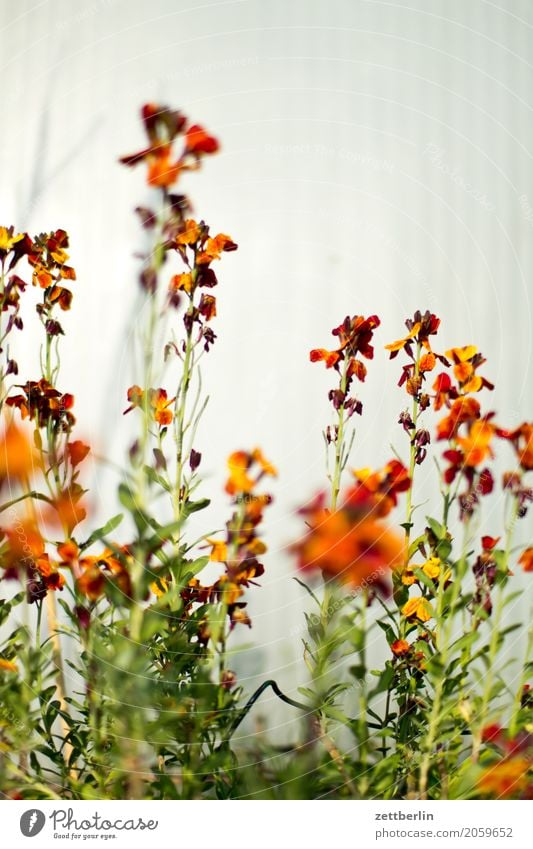 Erysimum cheiri Blume Blühend Blüte Erholung Garten Schrebergarten Kleingartenkolonie Natur Pflanze ruhig Sommer Sträucher Textfreiraum Tiefenschärfe Zweig