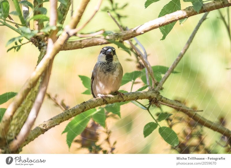 Spatz im Baum Umwelt Natur Pflanze Tier Sonne Sonnenlicht Klima Schönes Wetter Wildtier Vogel Tiergesicht Flügel Krallen Schnabel Feder 1 beobachten fliegen