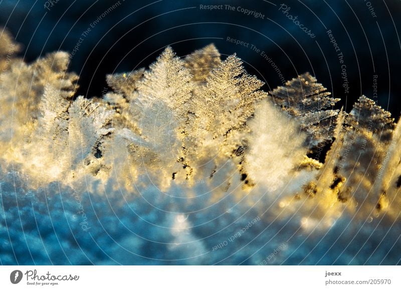 Eiskristalle im Sonnenlicht Winter Frost kalt Detailaufnahme Eiswald Farbfoto mehrfarbig Außenaufnahme Makroaufnahme Tag Menschenleer Textfreiraum unten