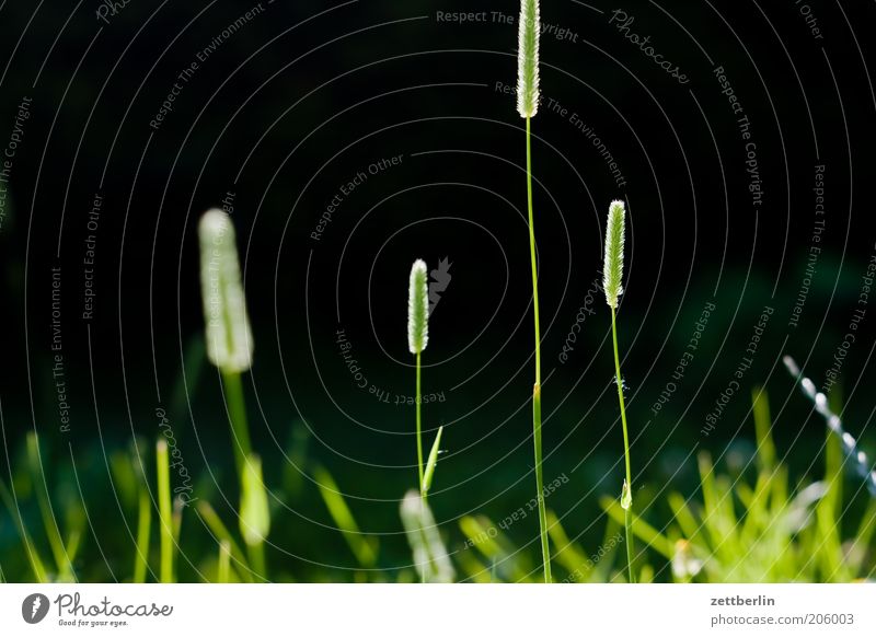 Gras Juni Halm Wiese Rasen grün Blattgrün ruhig Erholung Pause Park Sauerstoff Ferien & Urlaub & Reisen Erholungsgebiet Sommer Frühling Frühlingstag