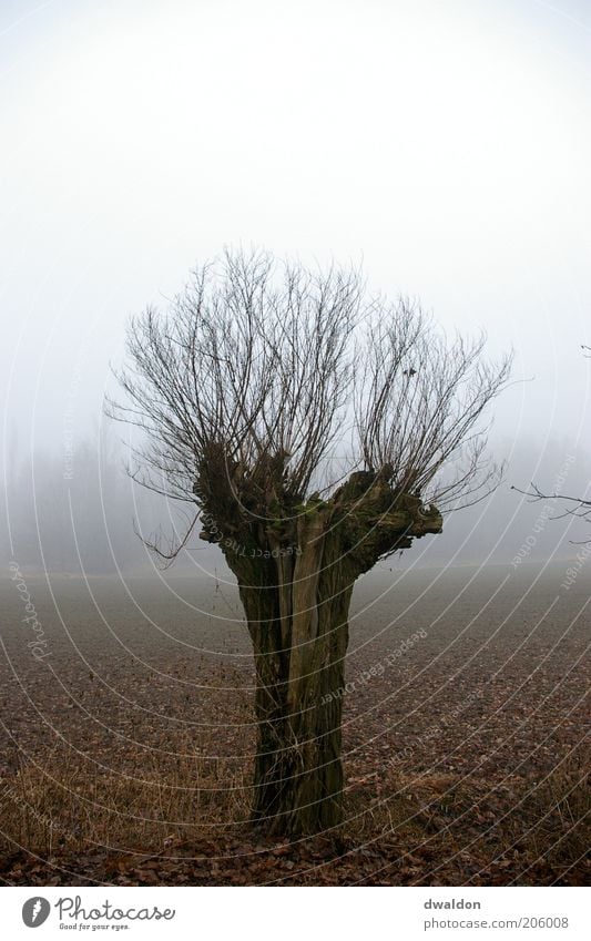 Tree in the Fog Umwelt Natur Landschaft Pflanze Herbst schlechtes Wetter Nebel Baum Feld Gefühle Stimmung Kraft ruhig Einsamkeit Zweig Zweige u. Äste Farbfoto