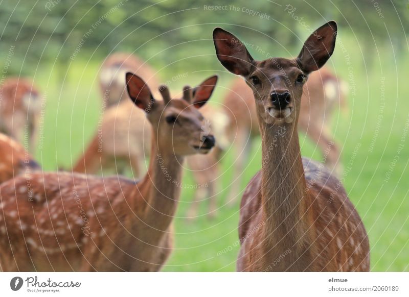 Klick Sika Sikawild Sikahirsch Bock Hirsche Ohr Fleck Zeichnung Tiergruppe beobachten Kommunizieren Blick stehen einzigartig braun Glück Zufriedenheit Vertrauen