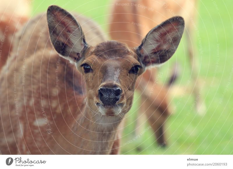 Radartüten Sikahirsch Sikawild Hirsche Ohr Jägerlatein Auge Äser Fleckzeichnung Aalstrich Haarwild Radarstation beobachten hören Kommunizieren braun