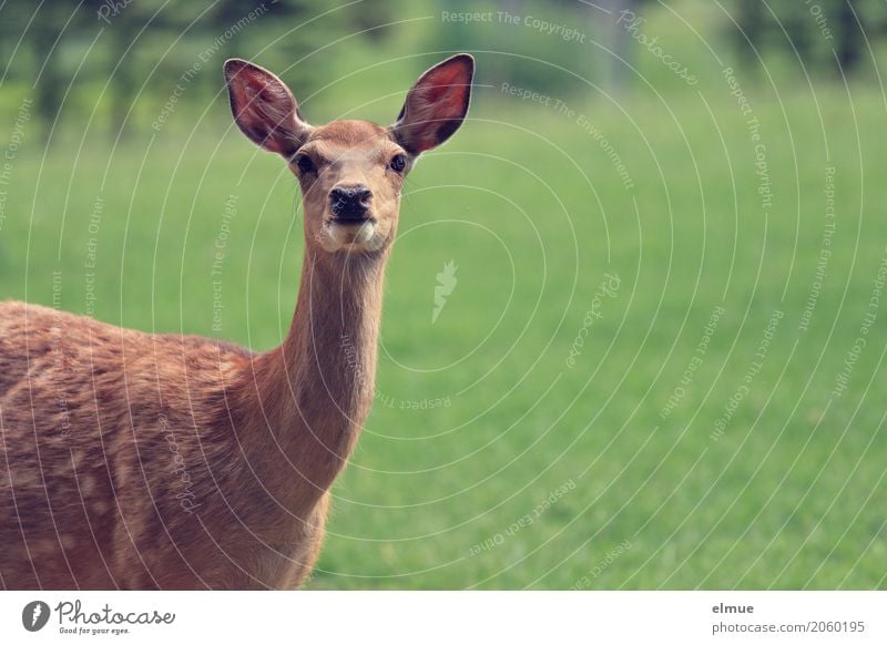 im Visier Wildtier Tiergesicht Sikahirsch Sikawild weiblicher Sikahirsch feminin Ohr Fleck beobachten Kommunizieren Blick stehen elegant schön natürlich braun