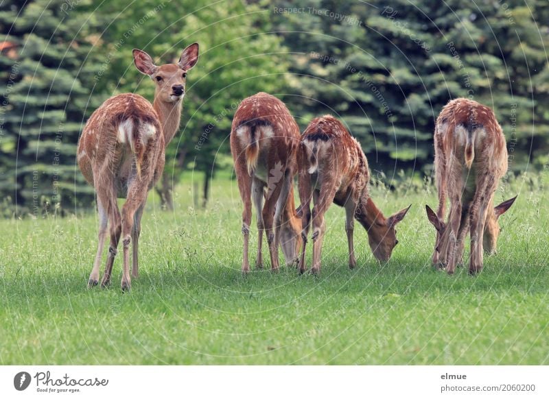 Absicherung Wiese Wald Sikawild Sikahirsch Haarwild Hirsche Spiegel Jägersprache Jagd Ricke Fleck Aalstrich Tiergruppe beobachten Fressen stehen natürlich braun