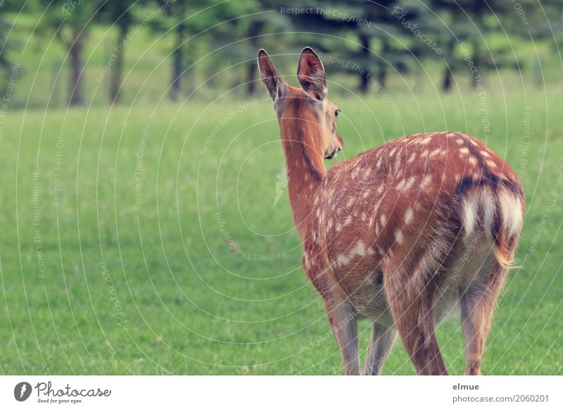 Rückendeckung Sikahirsch Sikawild Hirsche Ohr Ohrmuschel Spiegel Fell Haarwild Aalstrich Fleckzeichnung Punktmuster Jägerlatein Wildtier beobachten Blick stehen