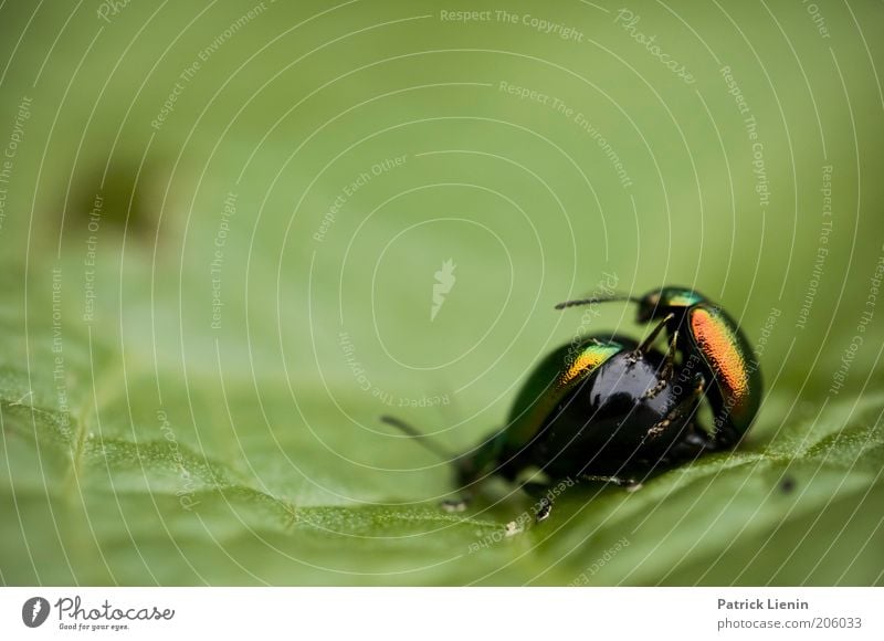 animal sex Umwelt Natur Tier Wildtier 2 Tierpaar genießen Käfer Insekt rot rund anschaulich Zärtlichkeiten grün Blatt Fühler Zusammensein Gefühle Hinterteil