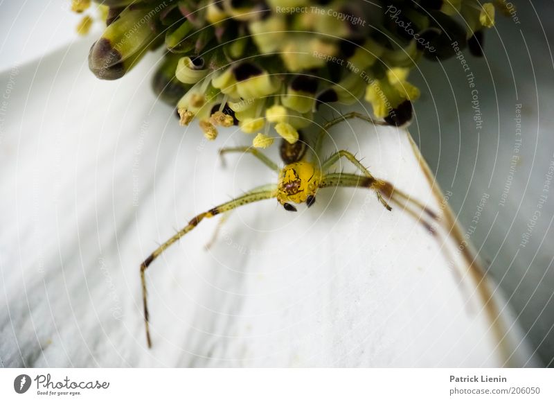 catch me if you can Umwelt Natur Tier Wildtier Spinne 1 warten fangen Blüte beobachten lang Angst schön Blume bereit sitzen wild geheimnisvoll bedrohlich