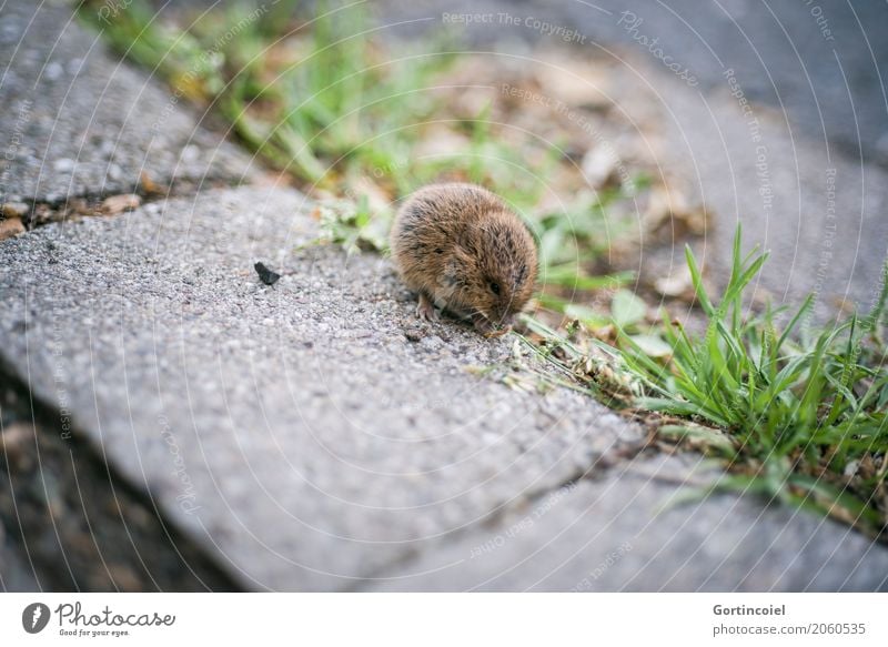 Microtus agrestis Stadt Straße Tier Wildtier Maus Fell 1 Tierjunges klein niedlich Erdmaus Fressen Gras Samen braun Farbfoto Außenaufnahme Menschenleer